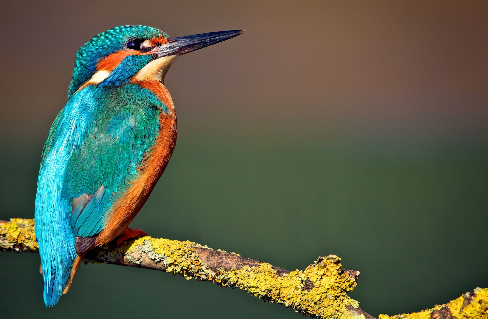 Vogelspotwandeling